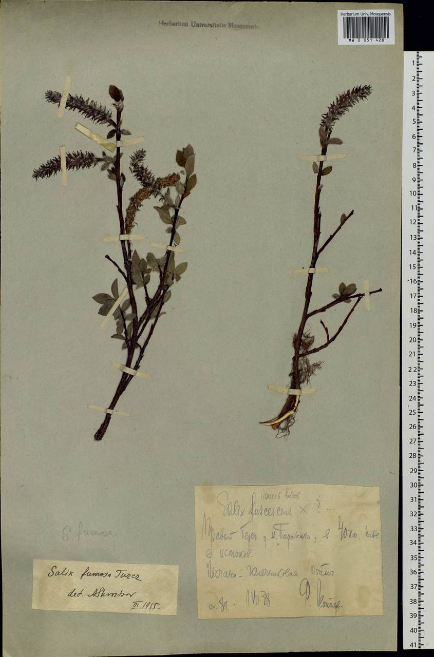 Salix saxatilis Turcz., Siberia, Chukotka & Kamchatka (S7) (Russia)