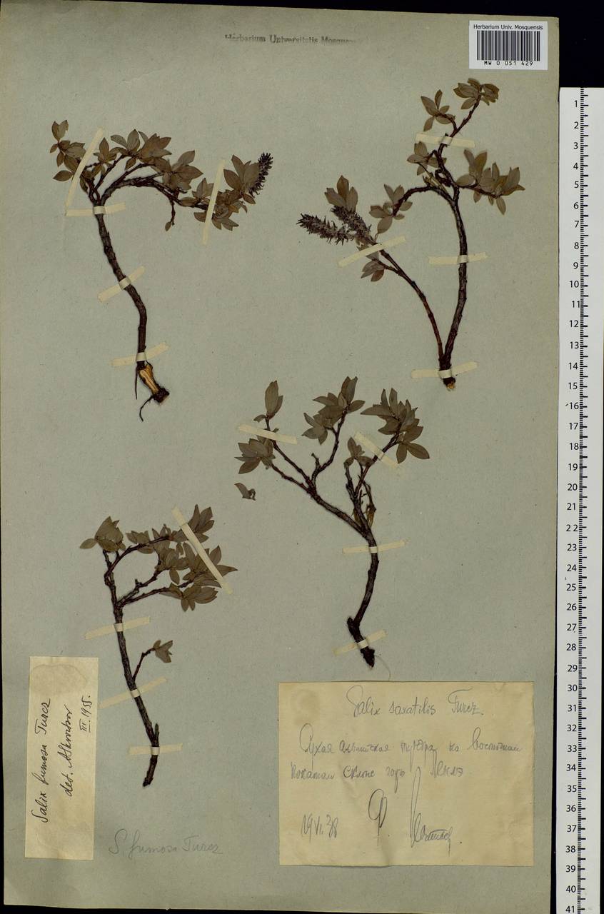 Salix saxatilis Turcz., Siberia, Chukotka & Kamchatka (S7) (Russia)