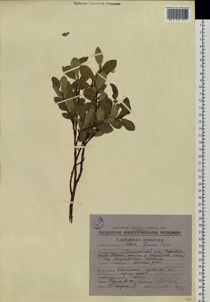 Salix saxatilis Turcz., Siberia, Chukotka & Kamchatka (S7) (Russia)