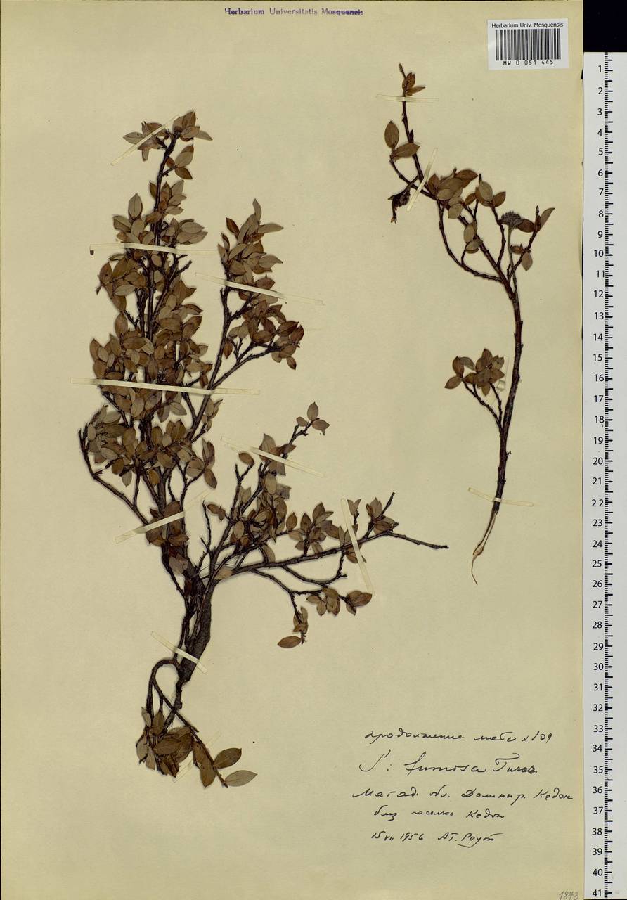 Salix saxatilis Turcz., Siberia, Chukotka & Kamchatka (S7) (Russia)