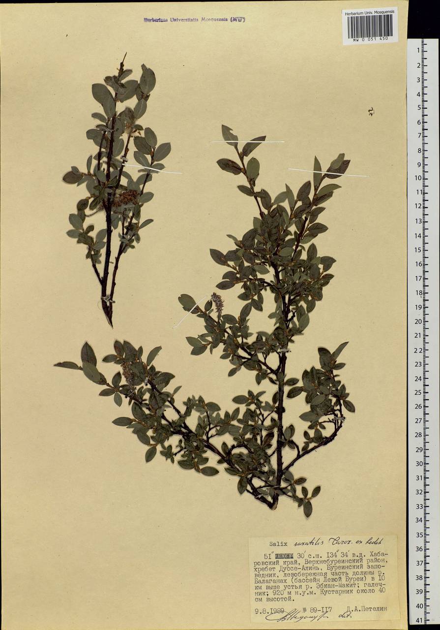 Salix saxatilis Turcz., Siberia, Russian Far East (S6) (Russia)