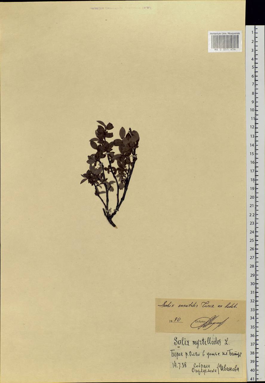Salix saxatilis Turcz., Siberia, Russian Far East (S6) (Russia)