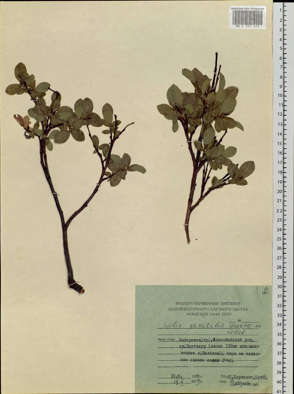 Salix saxatilis Turcz., Siberia, Russian Far East (S6) (Russia)