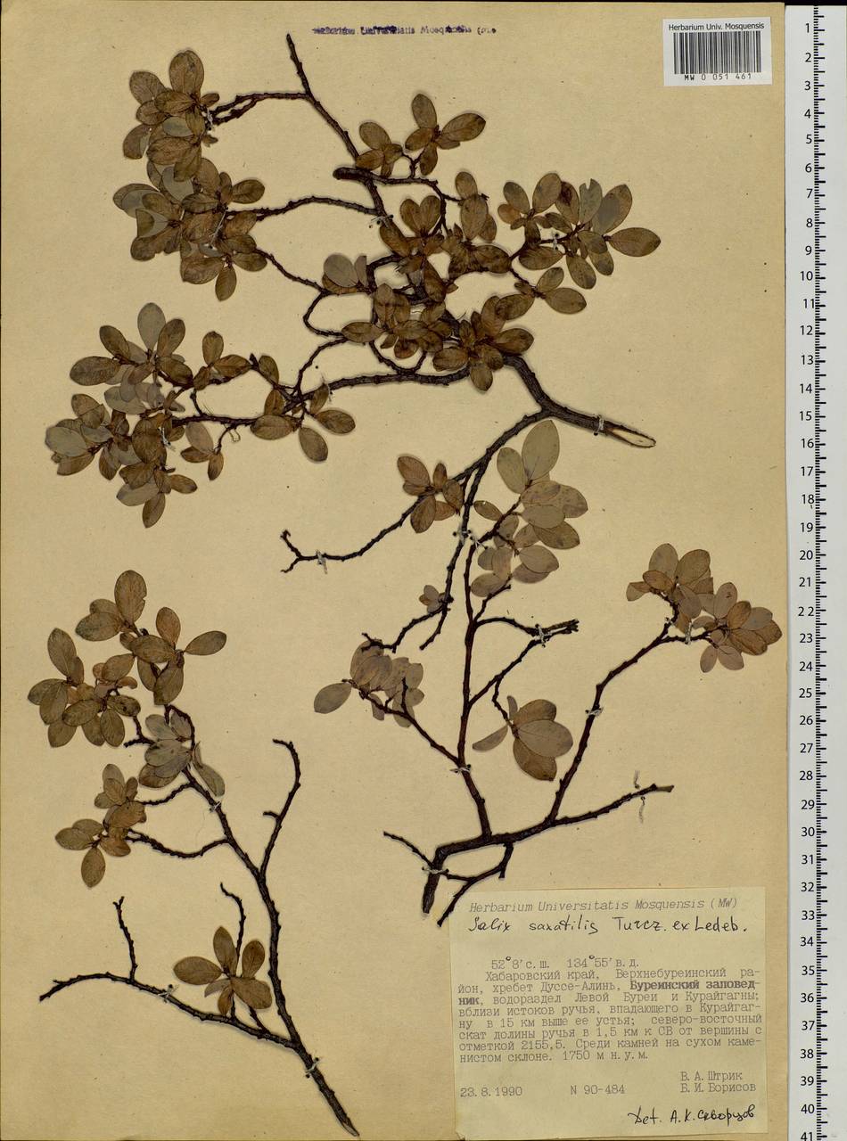 Salix saxatilis Turcz., Siberia, Russian Far East (S6) (Russia)