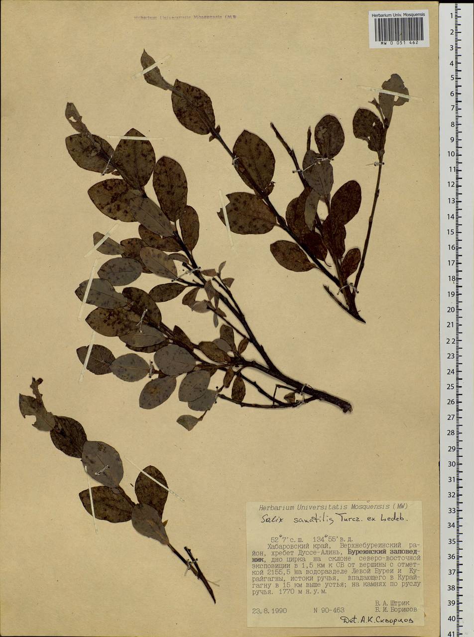 Salix saxatilis Turcz., Siberia, Russian Far East (S6) (Russia)