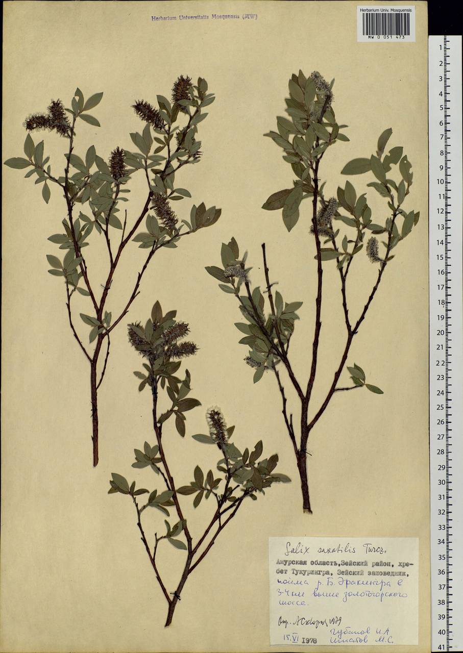 Salix saxatilis Turcz., Siberia, Russian Far East (S6) (Russia)