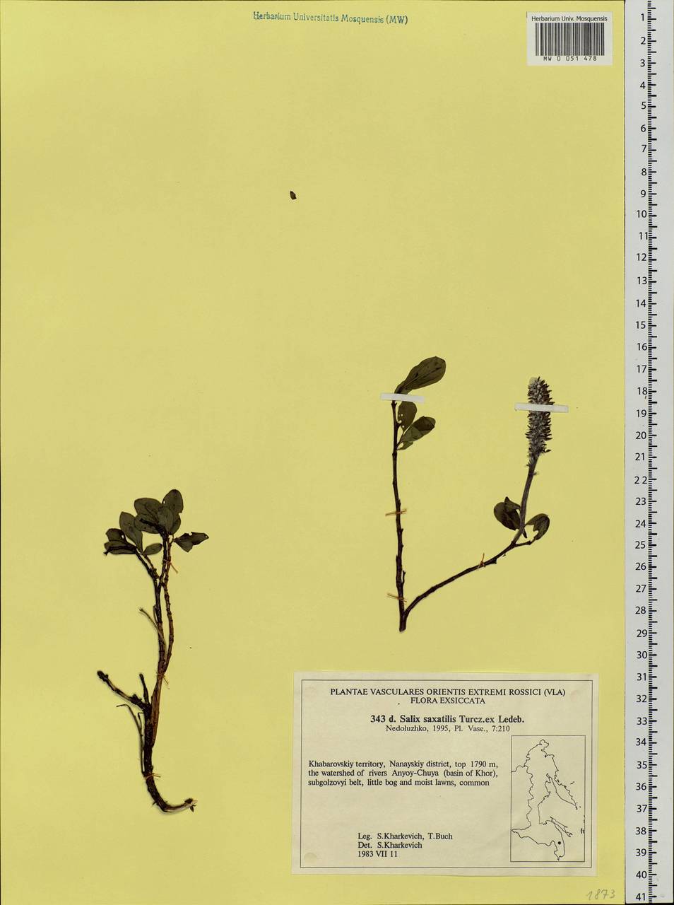 Salix saxatilis Turcz., Siberia, Russian Far East (S6) (Russia)