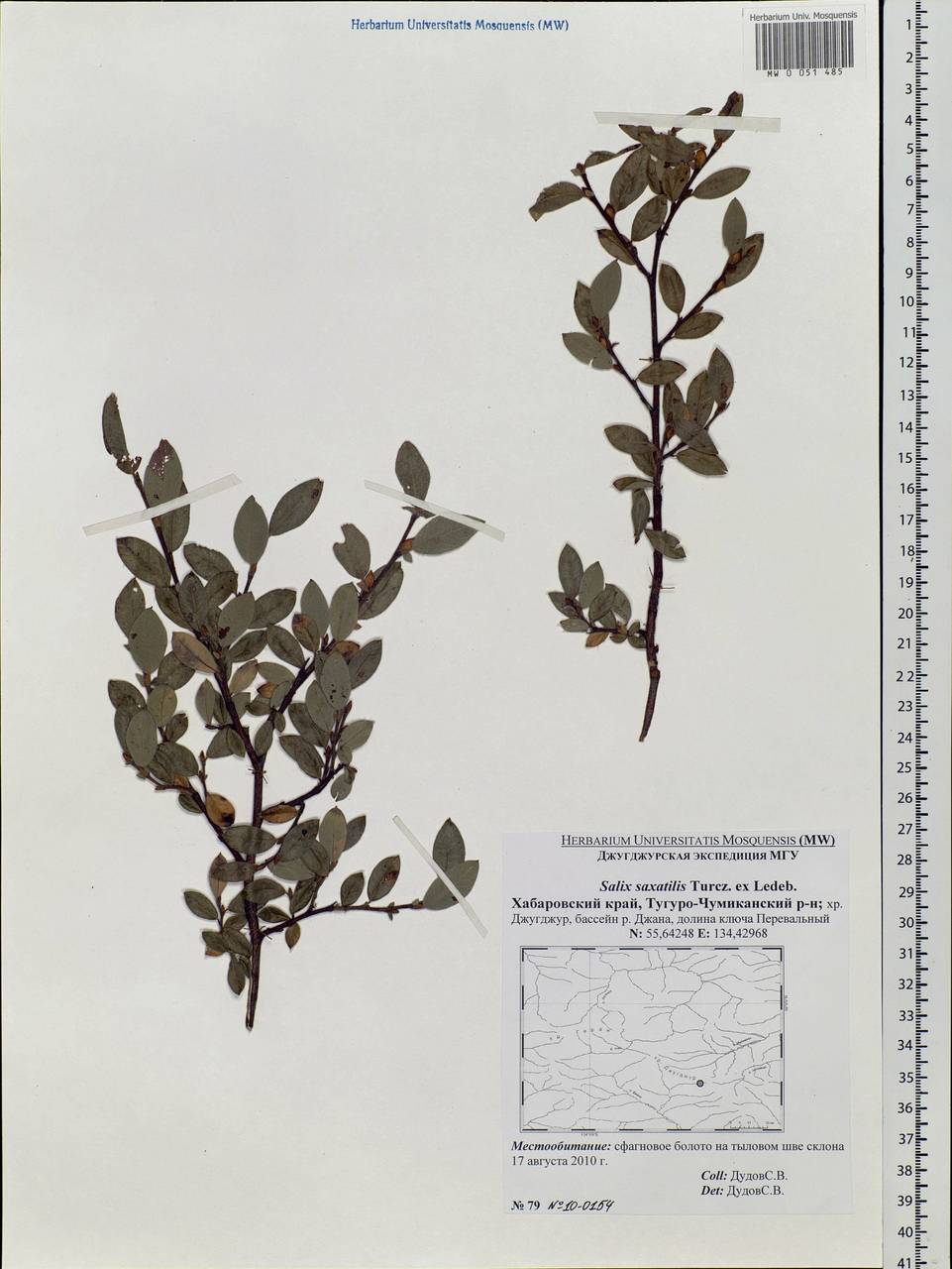 Salix saxatilis Turcz., Siberia, Russian Far East (S6) (Russia)