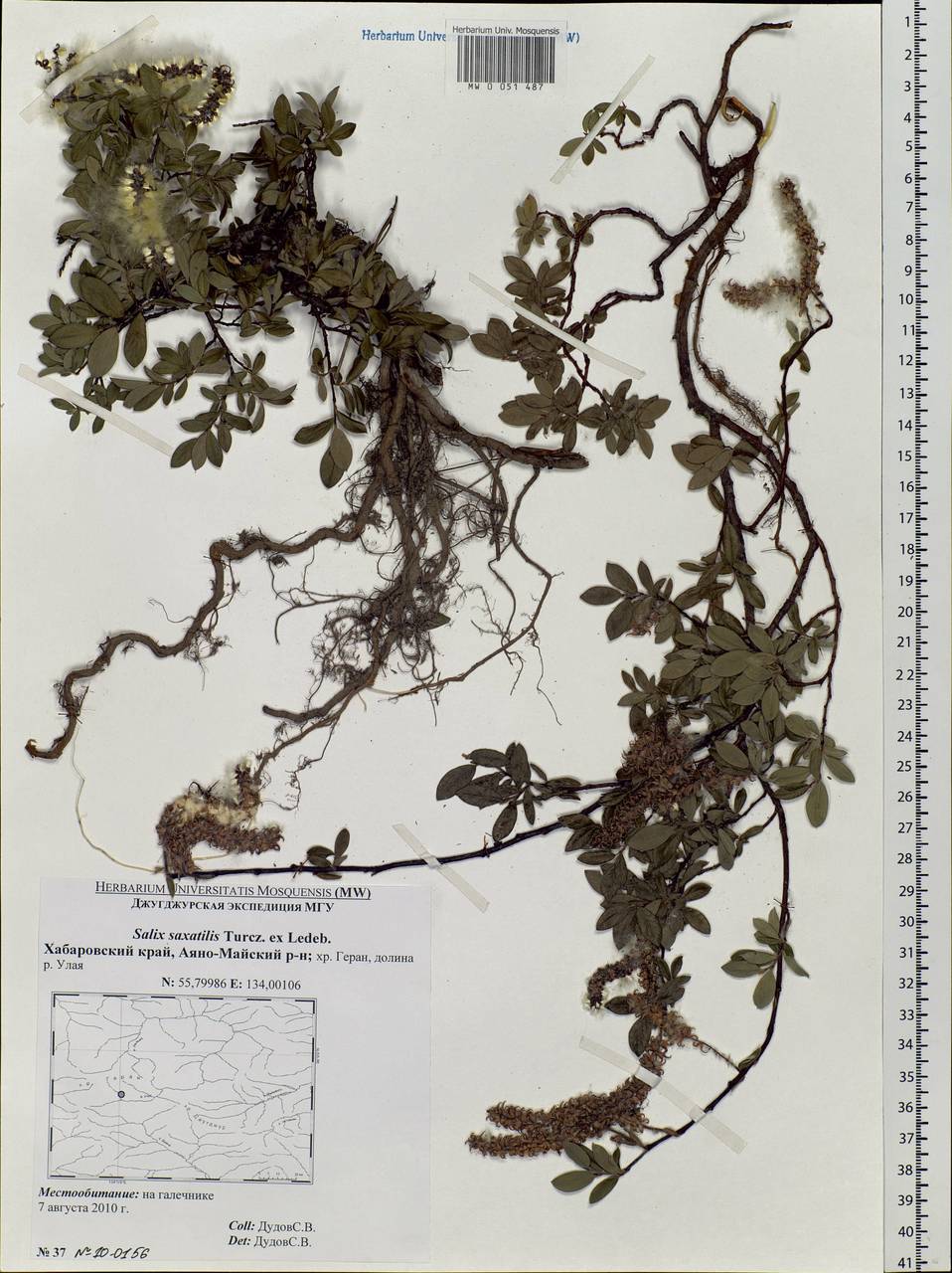 Salix saxatilis Turcz., Siberia, Russian Far East (S6) (Russia)