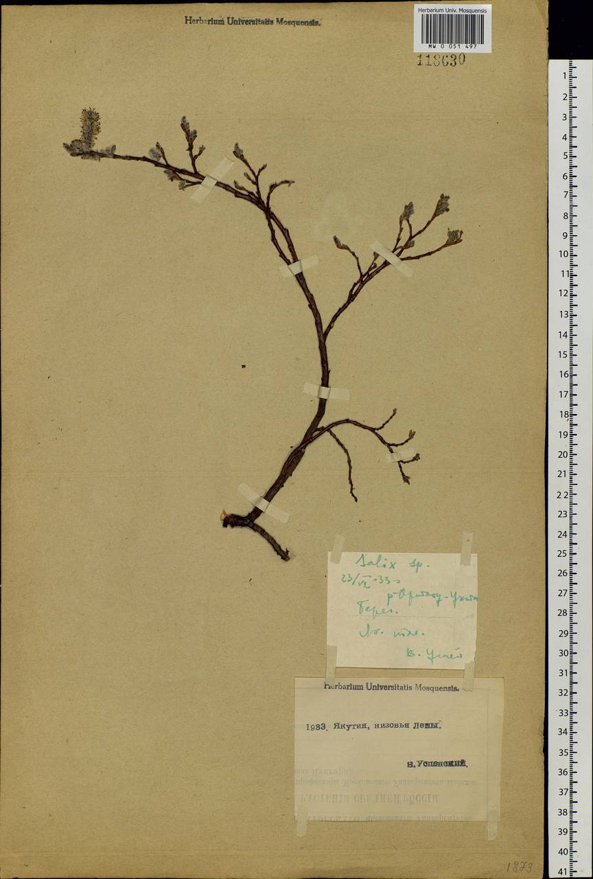 Salix saxatilis Turcz., Siberia, Yakutia (S5) (Russia)