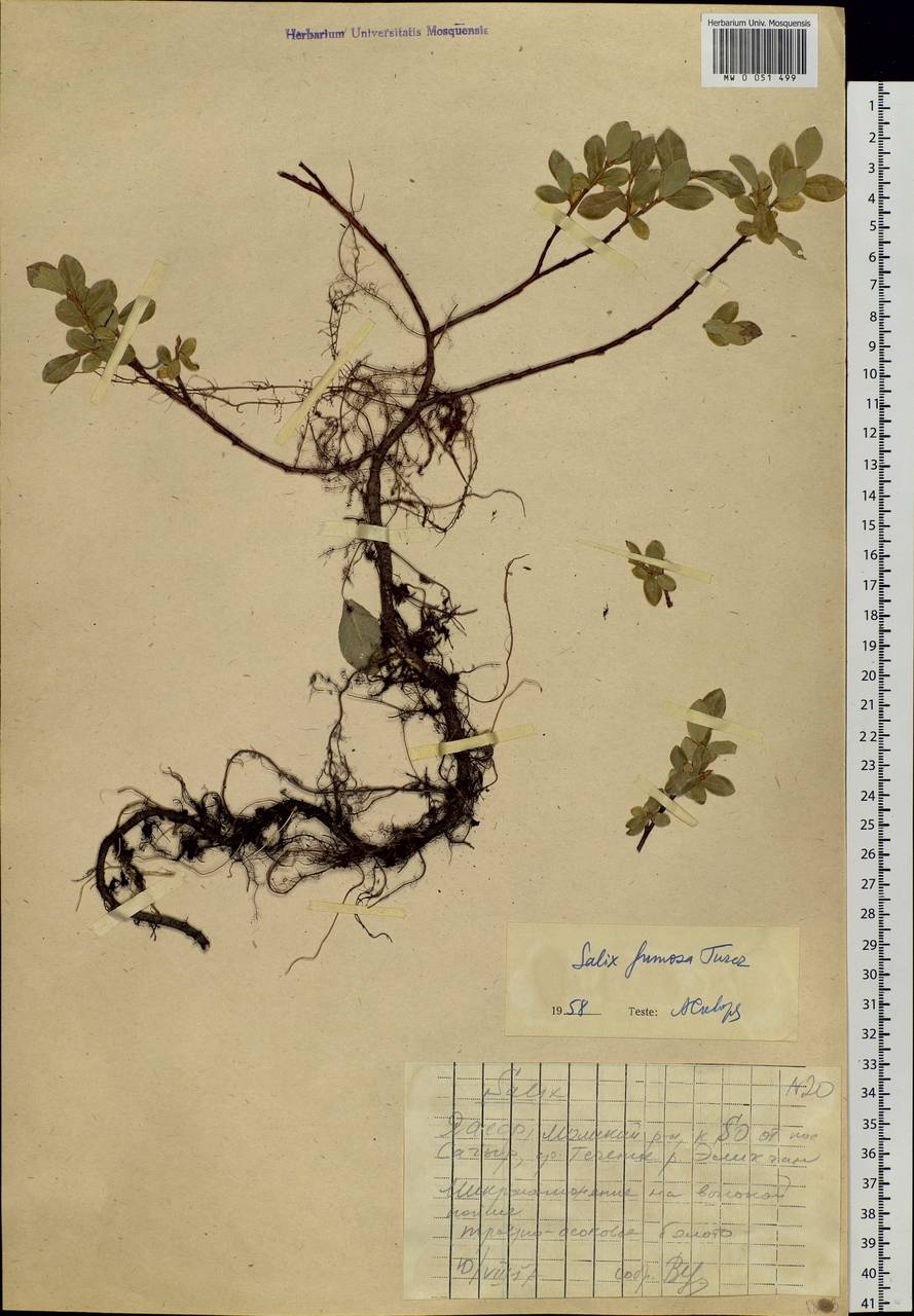 Salix saxatilis Turcz., Siberia, Yakutia (S5) (Russia)