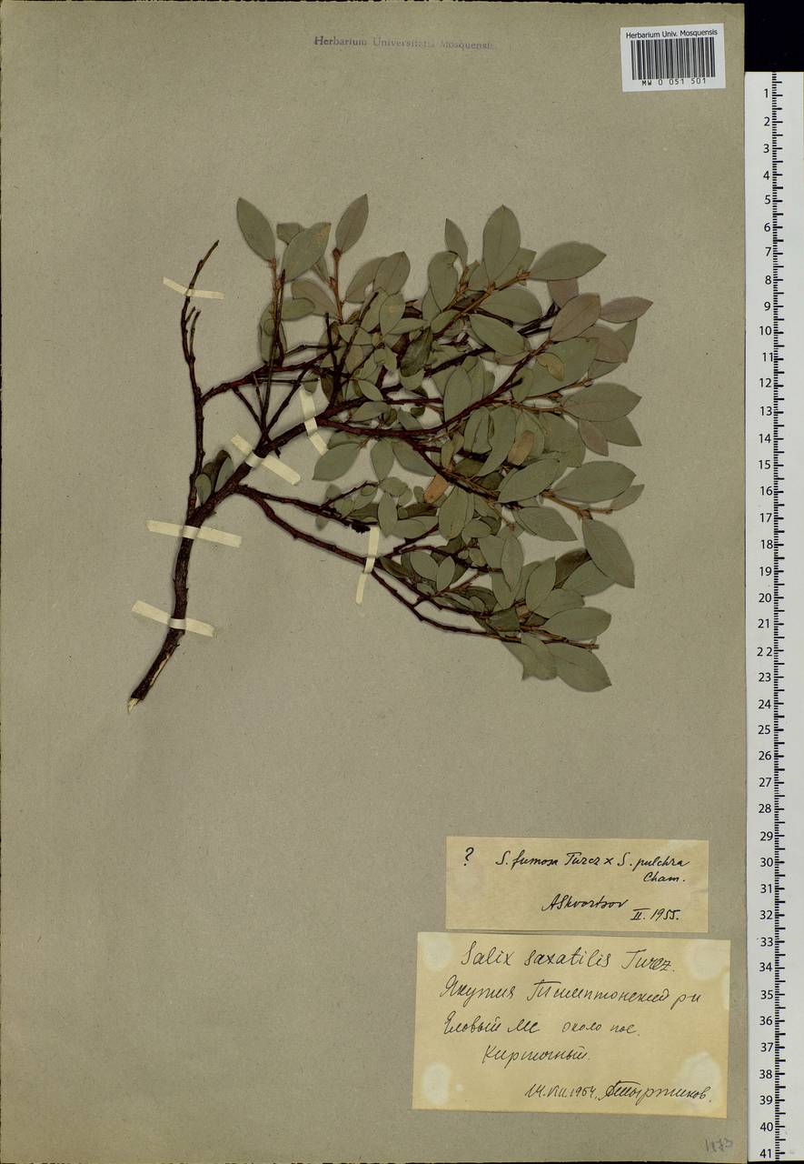 Salix saxatilis Turcz., Siberia, Yakutia (S5) (Russia)