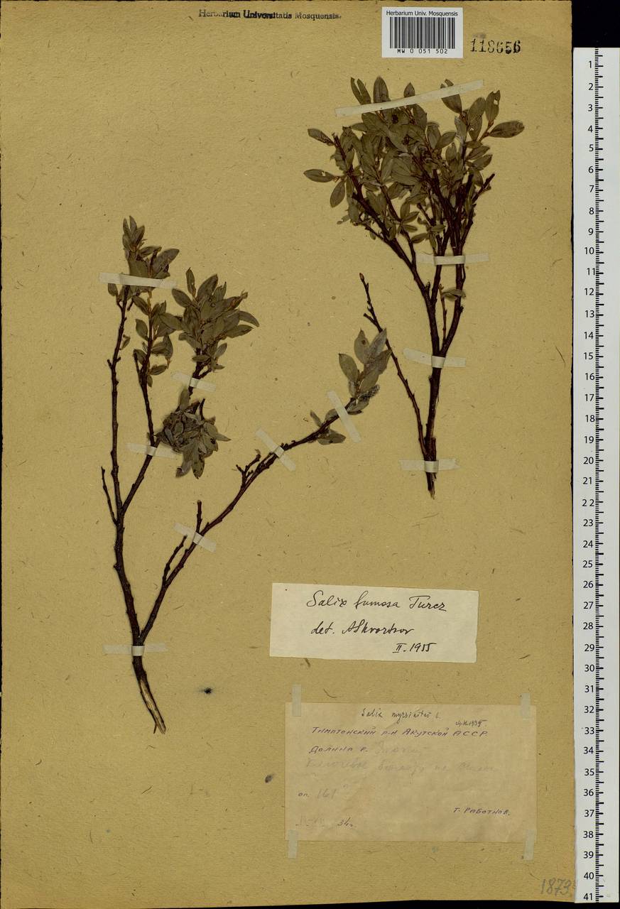 Salix saxatilis Turcz., Siberia, Yakutia (S5) (Russia)