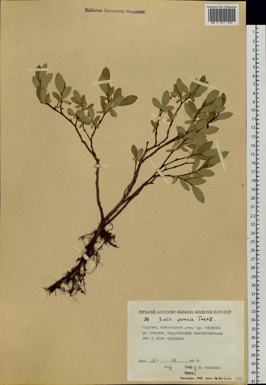 Salix saxatilis Turcz., Siberia, Yakutia (S5) (Russia)