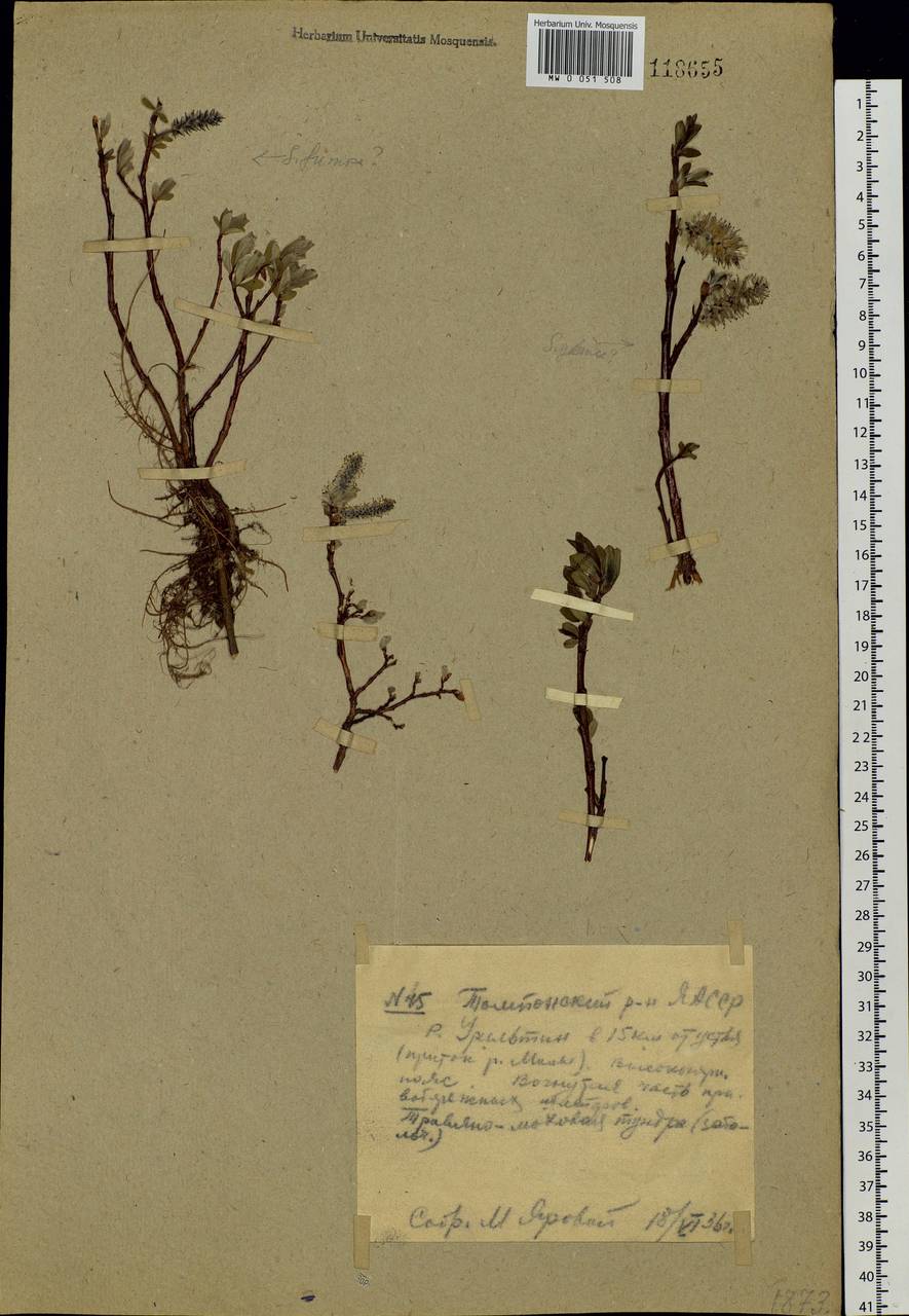 Salix saxatilis Turcz., Siberia, Yakutia (S5) (Russia)
