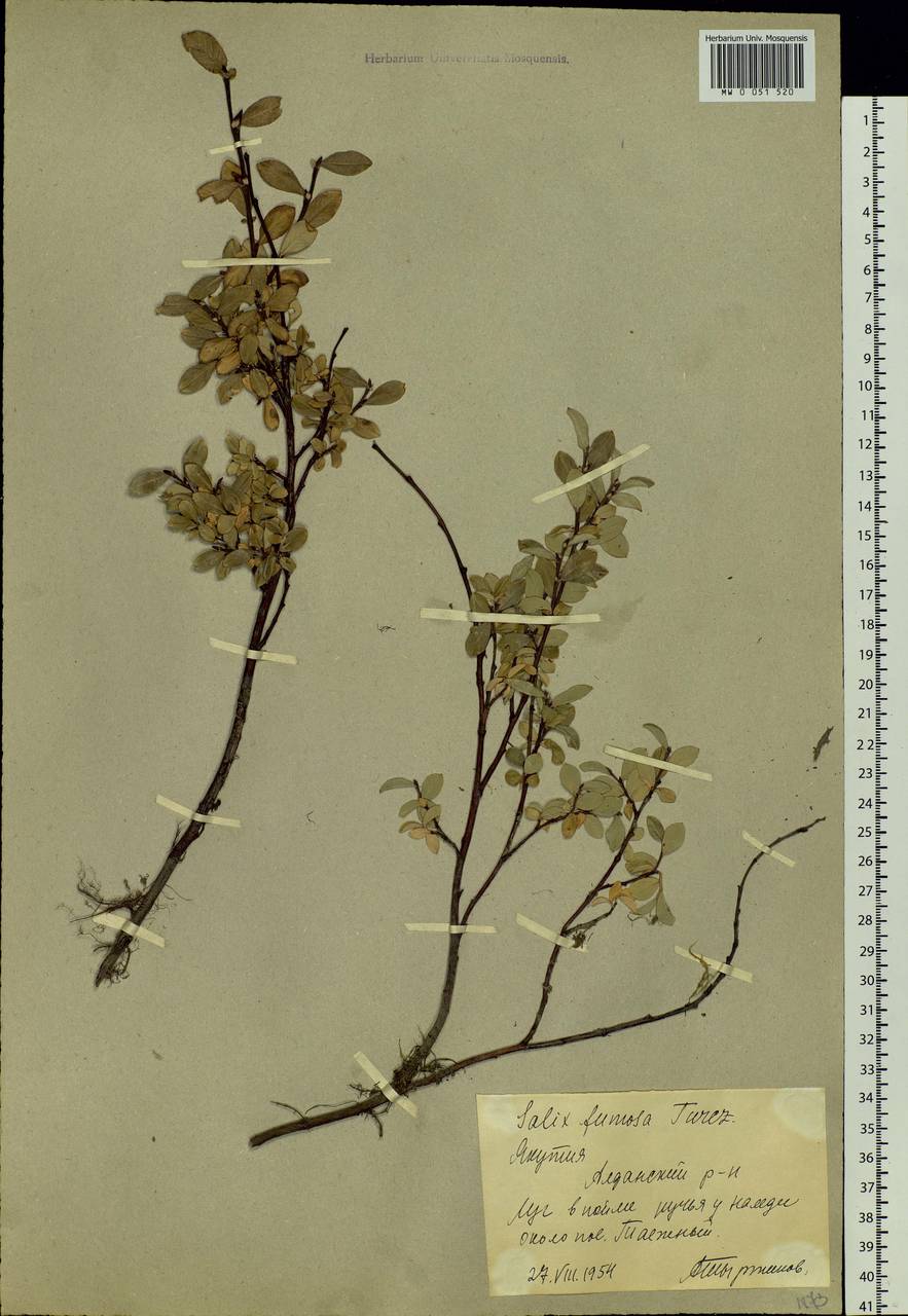 Salix saxatilis Turcz., Siberia, Yakutia (S5) (Russia)