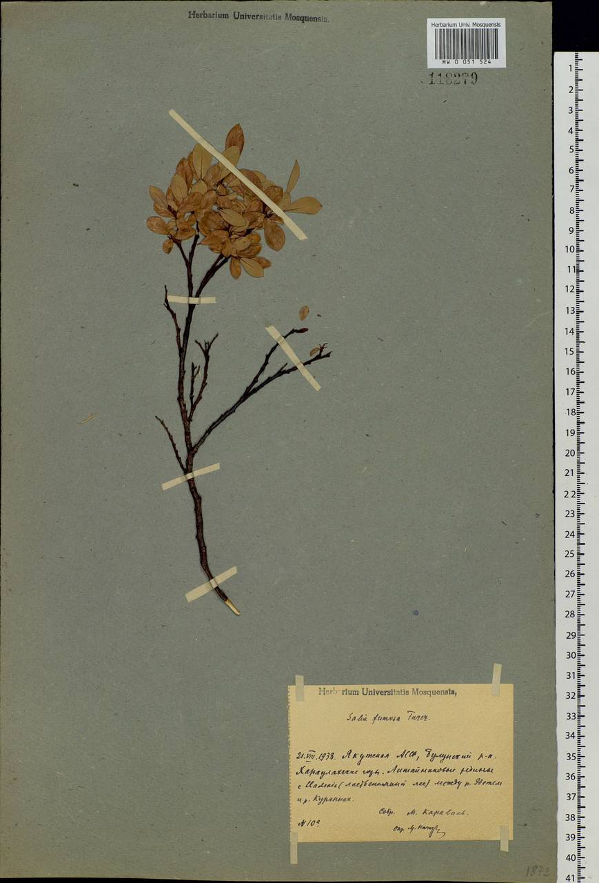 Salix saxatilis Turcz., Siberia, Yakutia (S5) (Russia)