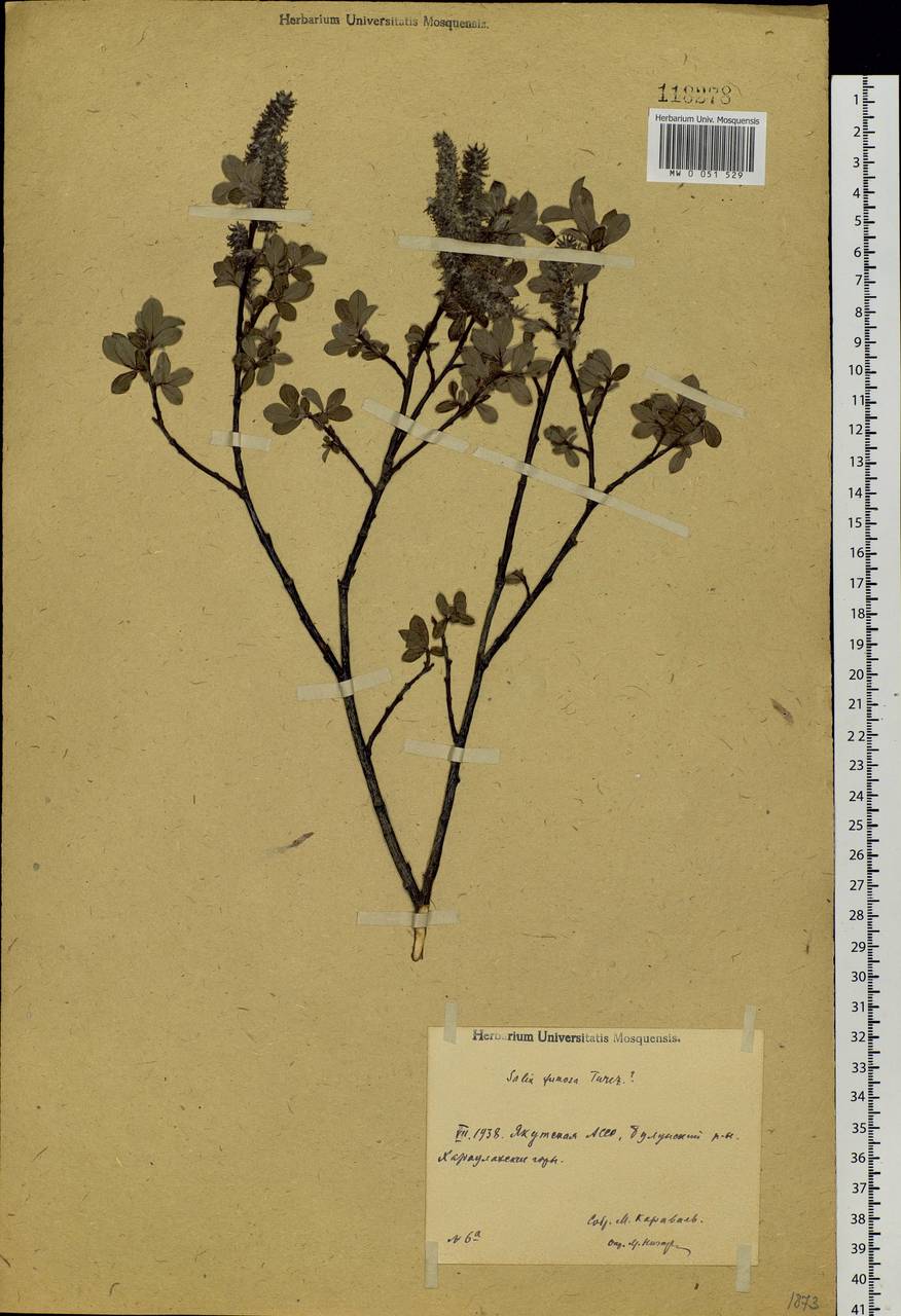 Salix saxatilis Turcz., Siberia, Yakutia (S5) (Russia)