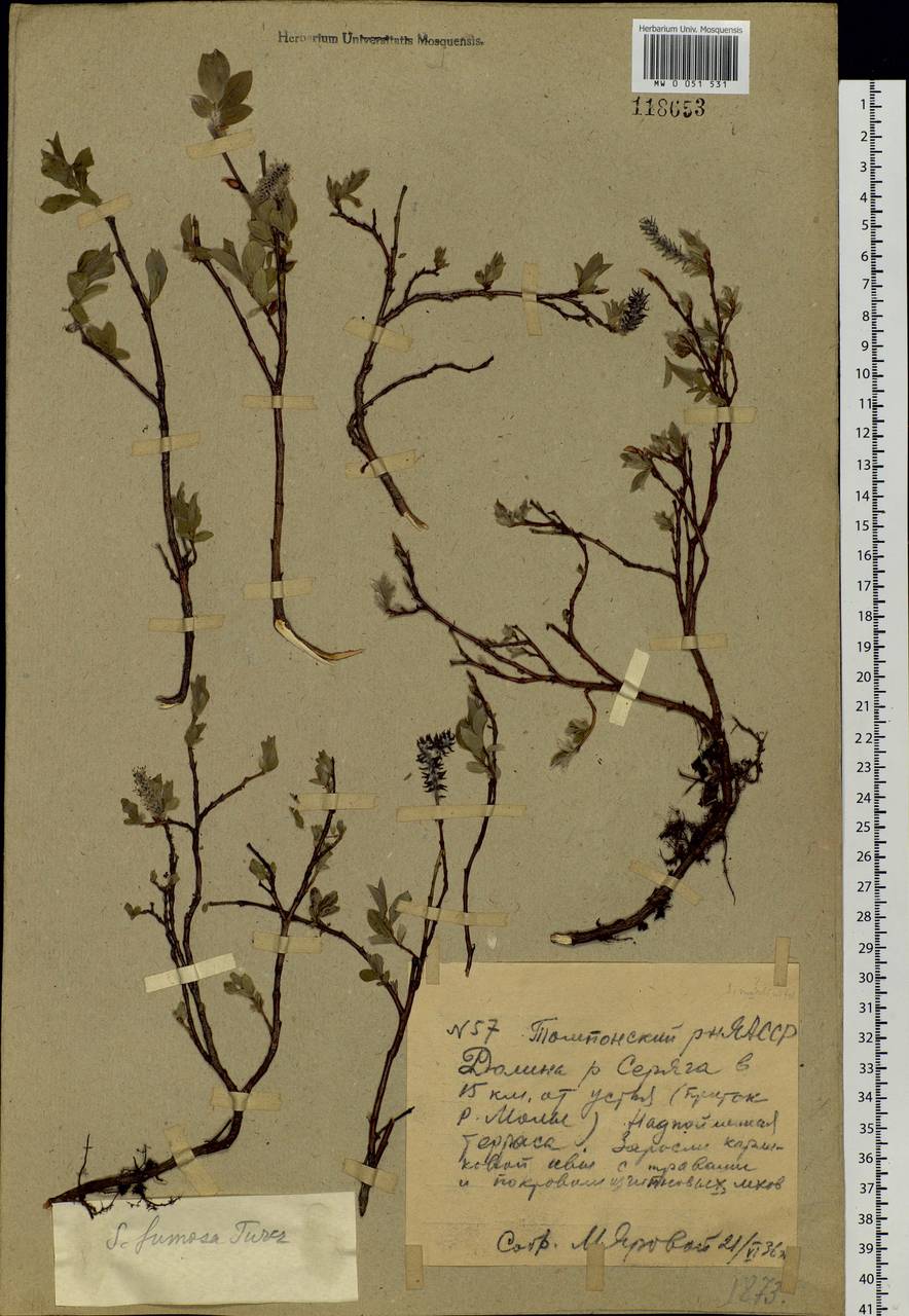Salix saxatilis Turcz., Siberia, Yakutia (S5) (Russia)