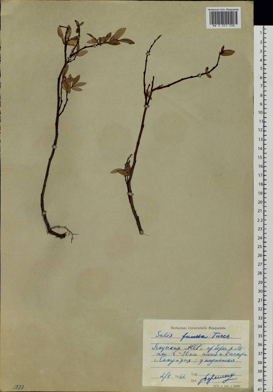 Salix saxatilis Turcz., Siberia, Yakutia (S5) (Russia)