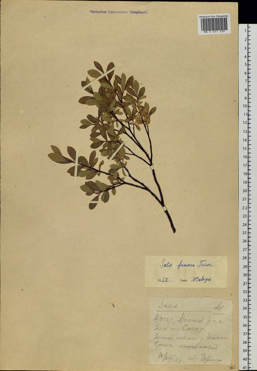 Salix saxatilis Turcz., Siberia, Yakutia (S5) (Russia)