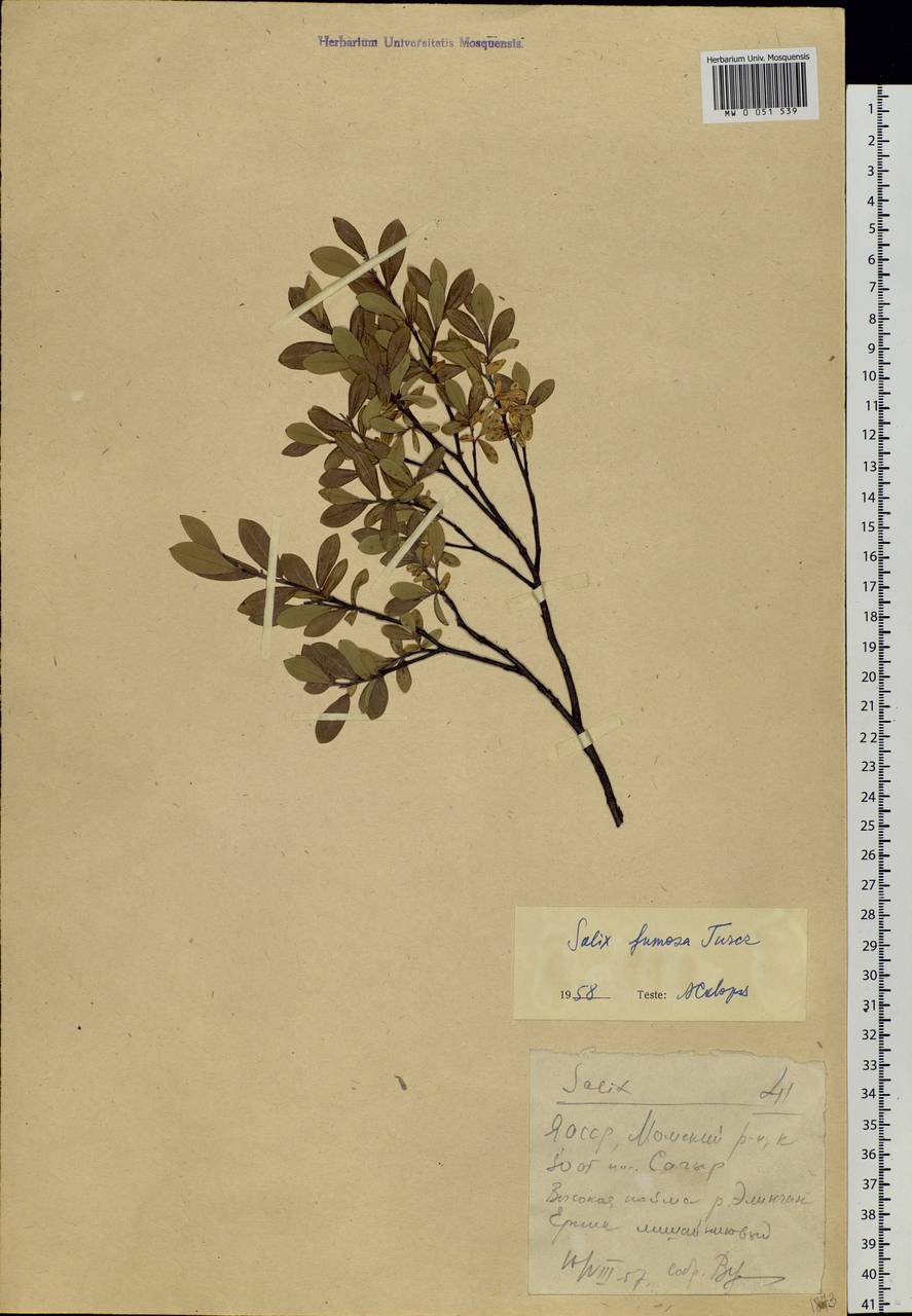 Salix saxatilis Turcz., Siberia, Yakutia (S5) (Russia)