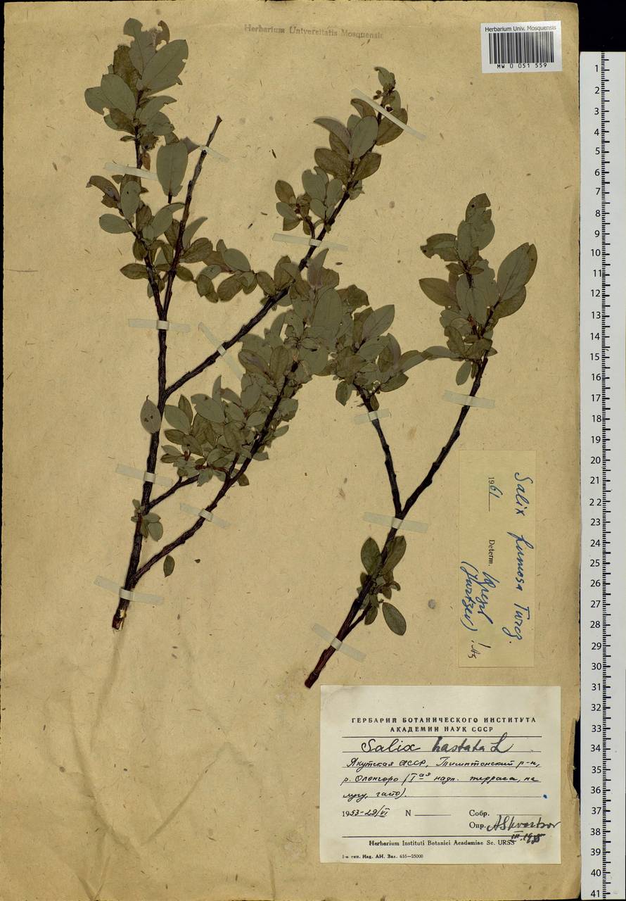 Salix saxatilis Turcz., Siberia, Yakutia (S5) (Russia)