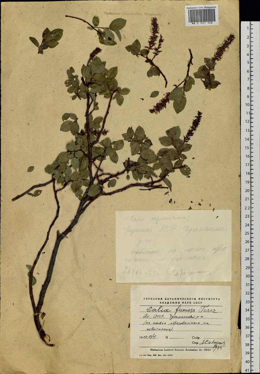 Salix saxatilis Turcz., Siberia, Yakutia (S5) (Russia)