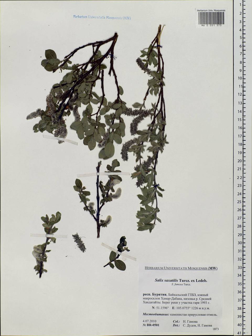Salix saxatilis Turcz., Siberia, Baikal & Transbaikal region (S4) (Russia)