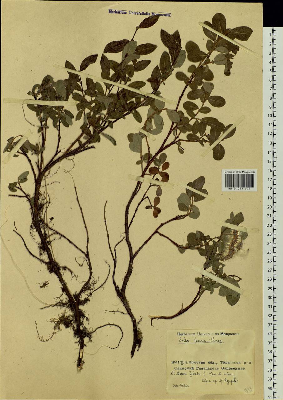 Salix saxatilis Turcz., Siberia, Baikal & Transbaikal region (S4) (Russia)