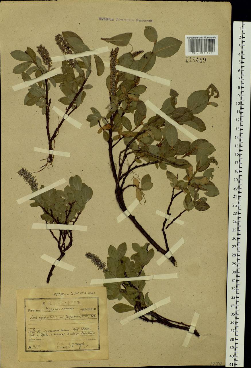 Salix saxatilis Turcz., Siberia, Baikal & Transbaikal region (S4) (Russia)