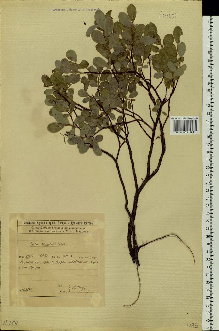 Salix saxatilis Turcz., Siberia, Baikal & Transbaikal region (S4) (Russia)