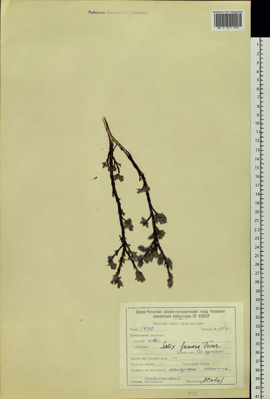 Salix saxatilis Turcz., Siberia, Baikal & Transbaikal region (S4) (Russia)