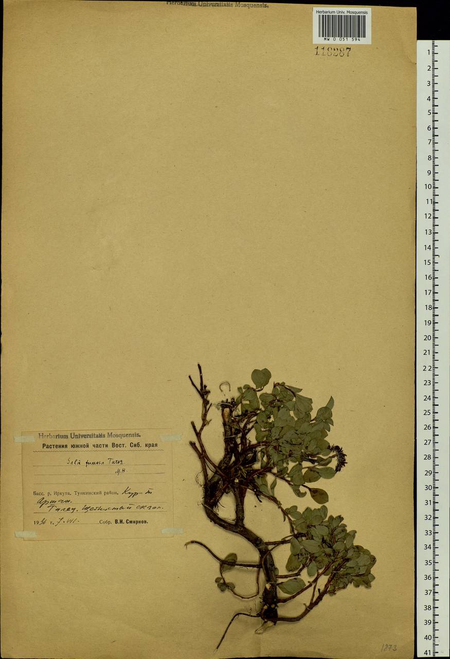 Salix saxatilis Turcz., Siberia, Baikal & Transbaikal region (S4) (Russia)