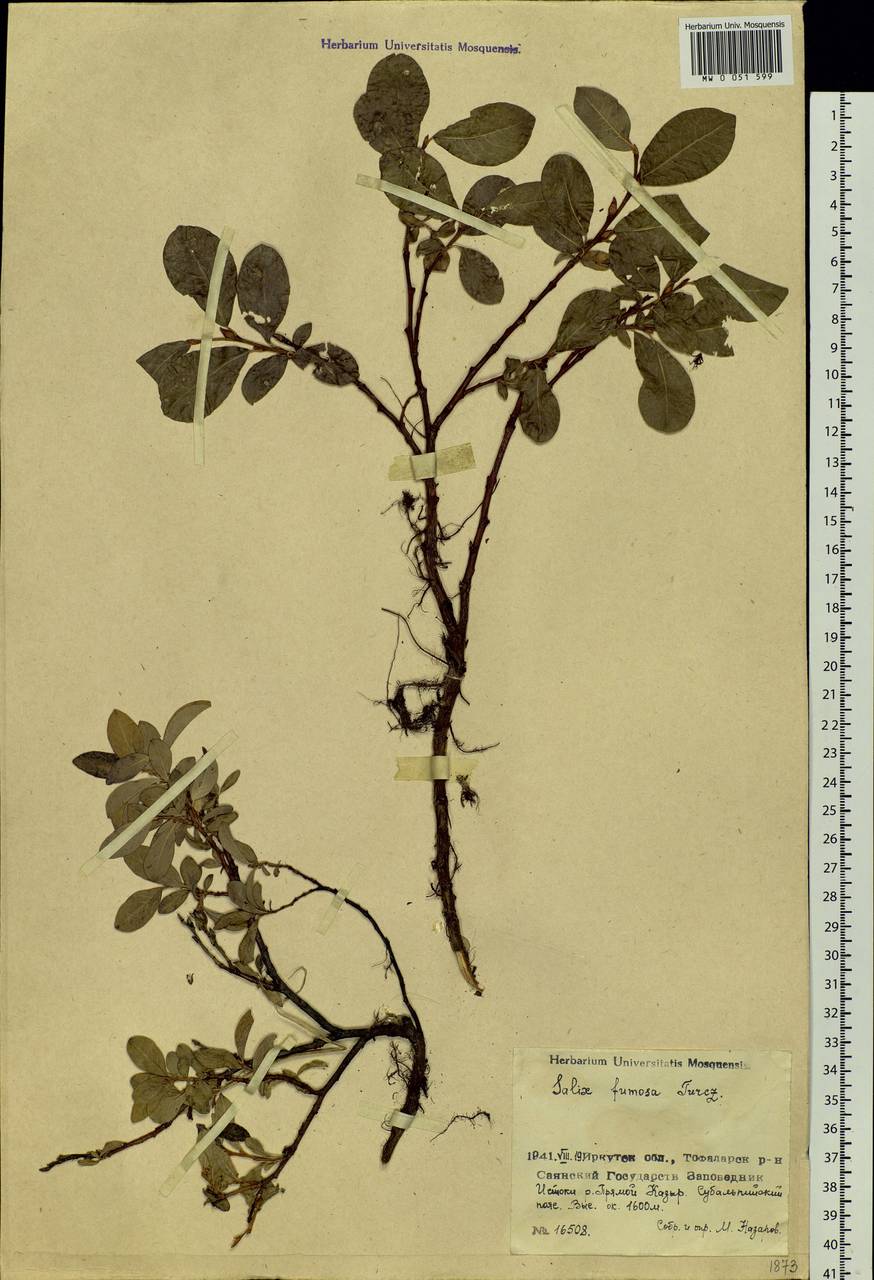 Salix saxatilis Turcz., Siberia, Baikal & Transbaikal region (S4) (Russia)