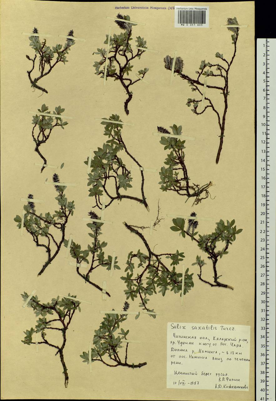 Salix saxatilis Turcz., Siberia, Baikal & Transbaikal region (S4) (Russia)