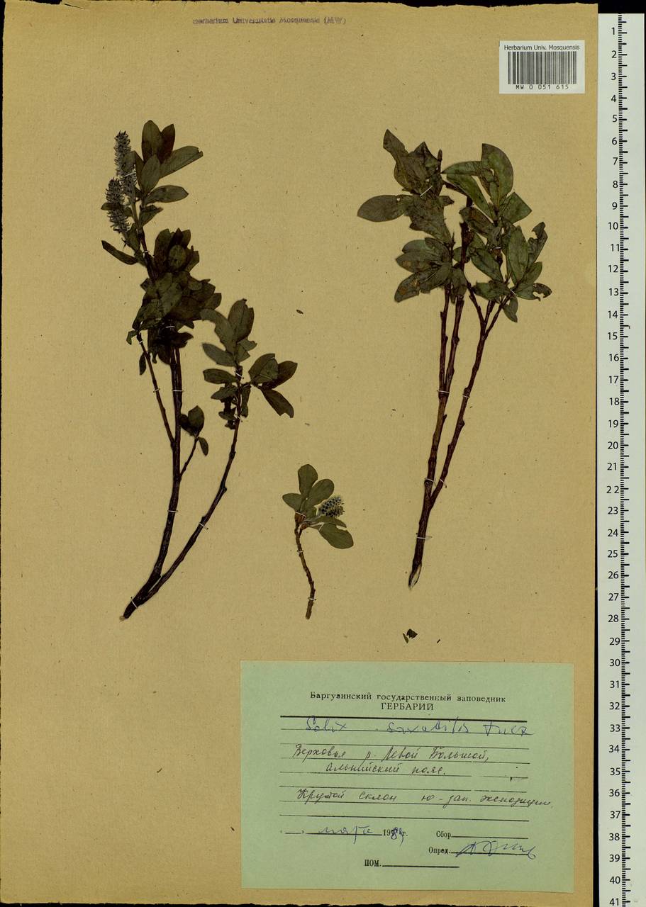 Salix saxatilis Turcz., Siberia, Baikal & Transbaikal region (S4) (Russia)