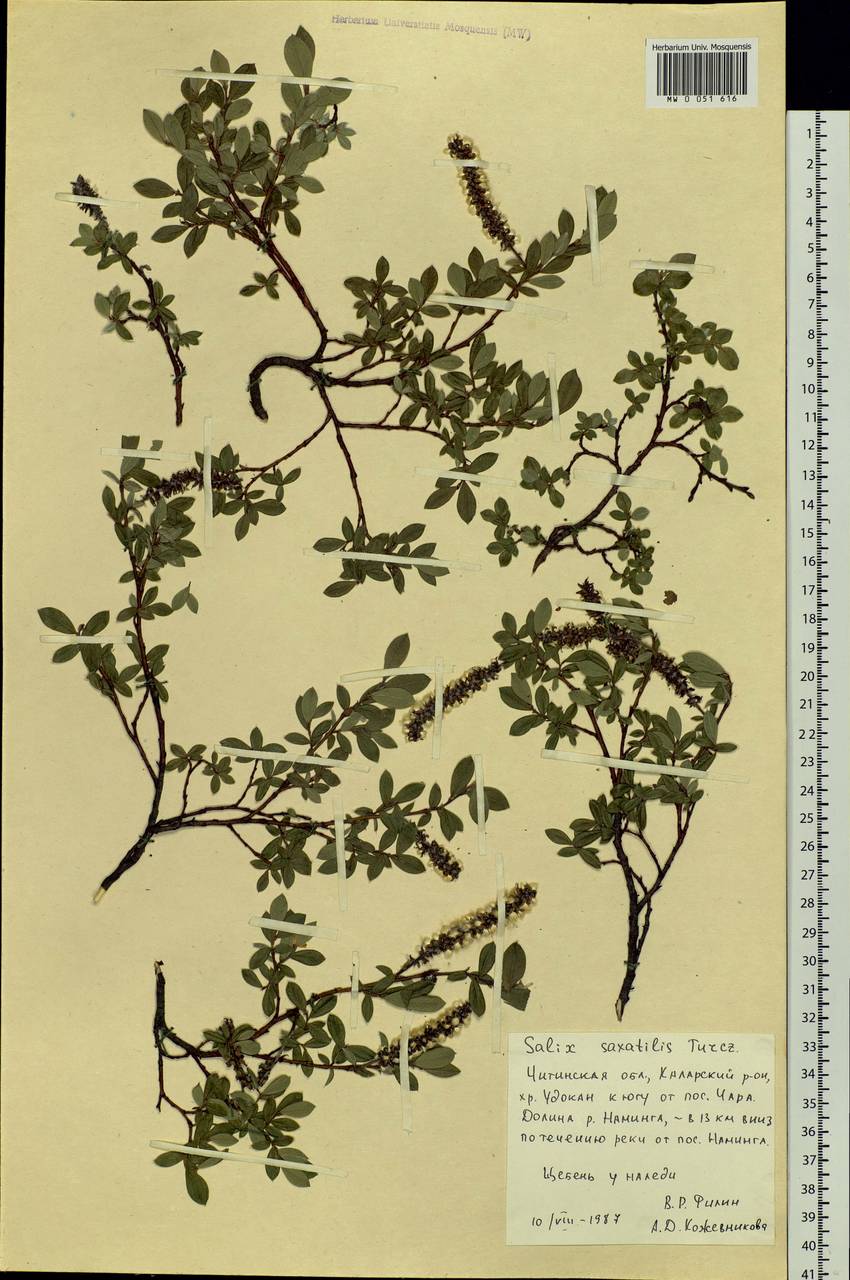 Salix saxatilis Turcz., Siberia, Baikal & Transbaikal region (S4) (Russia)