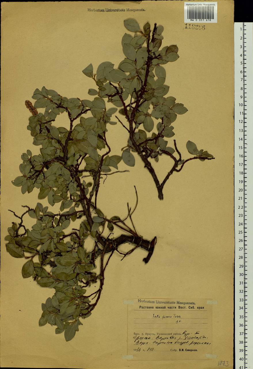 Salix saxatilis Turcz., Siberia, Baikal & Transbaikal region (S4) (Russia)