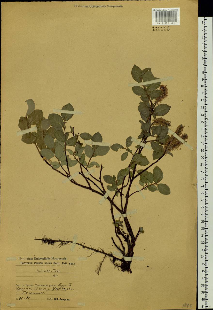 Salix saxatilis Turcz., Siberia, Baikal & Transbaikal region (S4) (Russia)