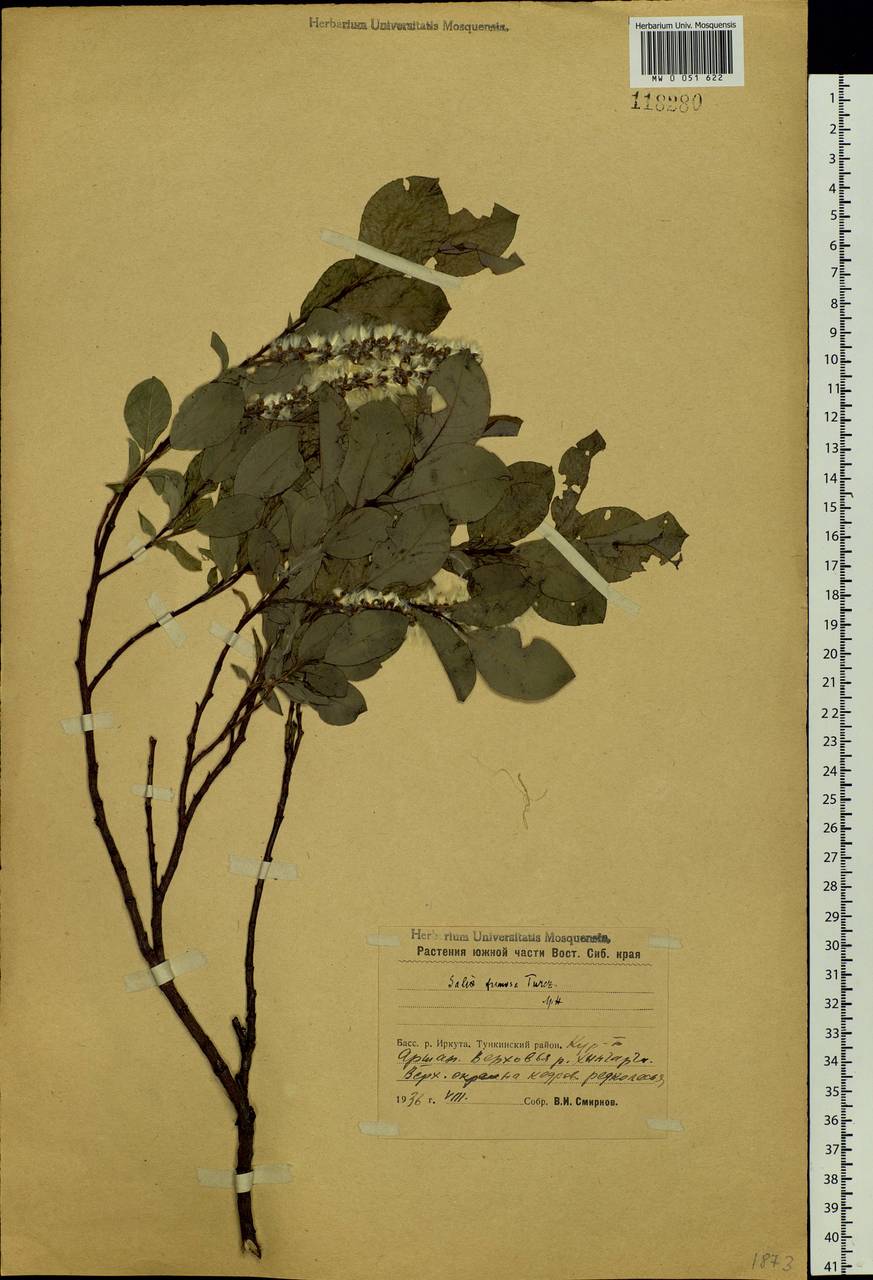 Salix saxatilis Turcz., Siberia, Baikal & Transbaikal region (S4) (Russia)