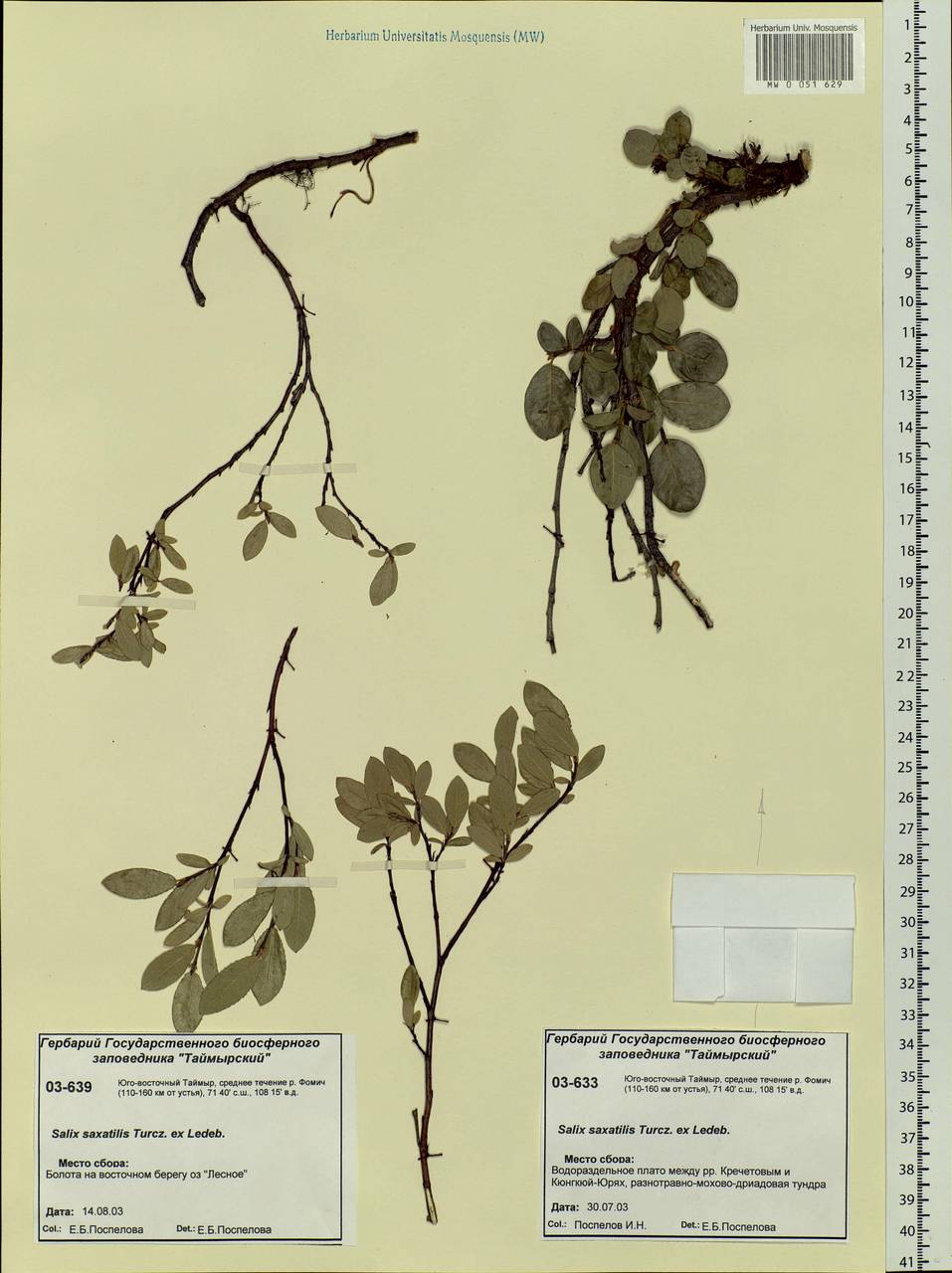 Salix saxatilis Turcz., Siberia, Central Siberia (S3) (Russia)
