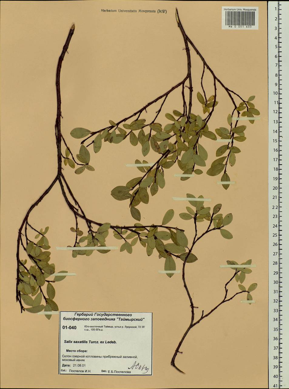 Salix saxatilis Turcz., Siberia, Central Siberia (S3) (Russia)