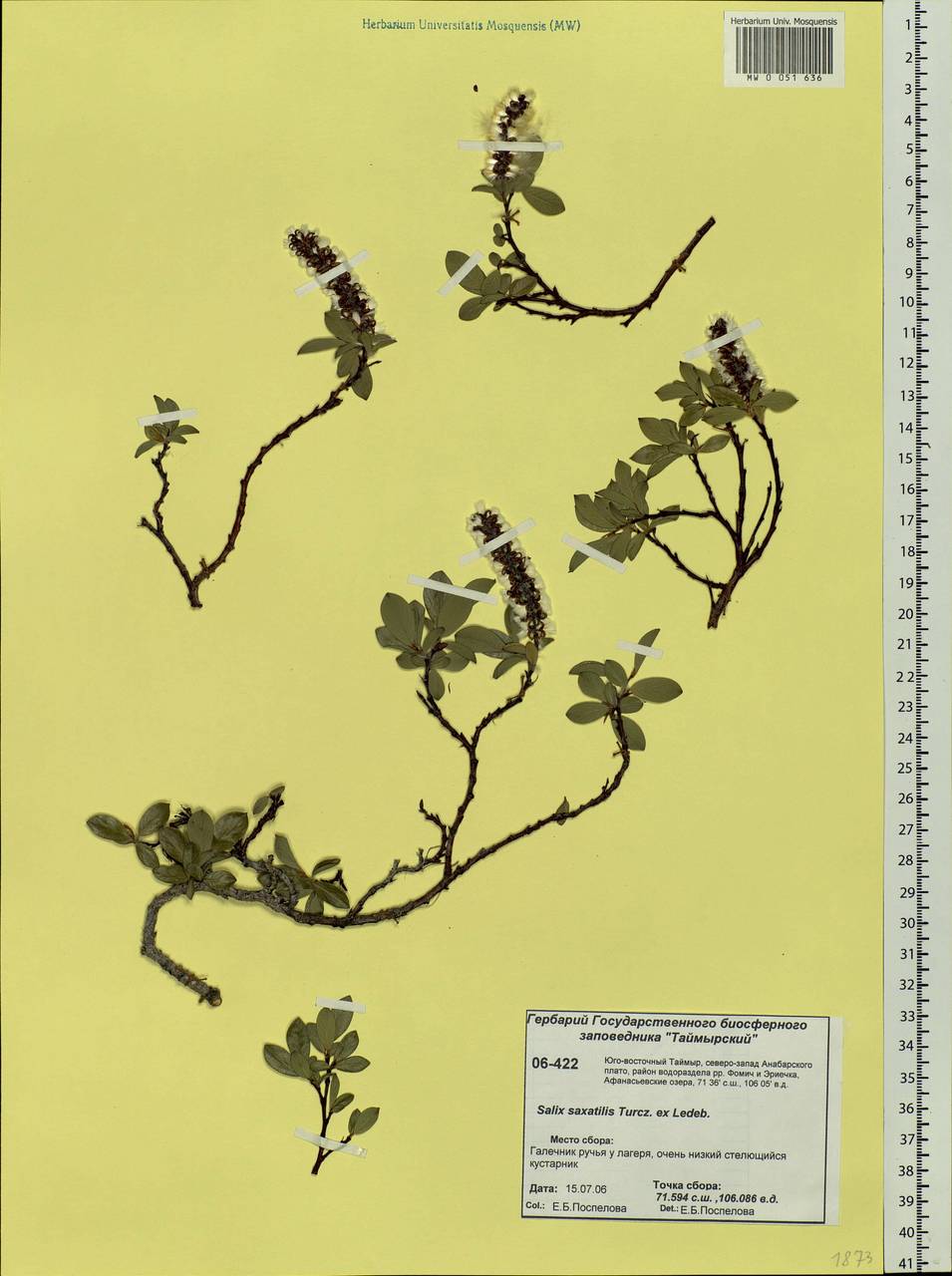 Salix saxatilis Turcz., Siberia, Central Siberia (S3) (Russia)