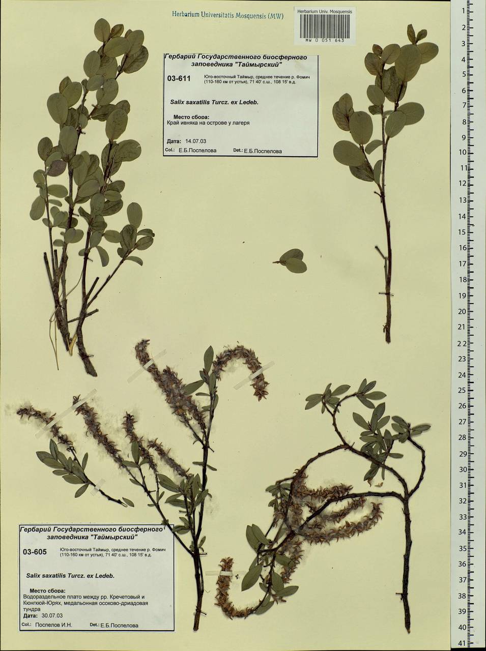 Salix saxatilis Turcz., Siberia, Central Siberia (S3) (Russia)