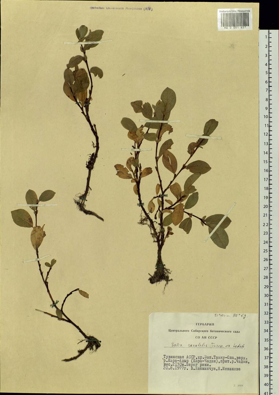 Salix saxatilis Turcz., Siberia, Altai & Sayany Mountains (S2) (Russia)