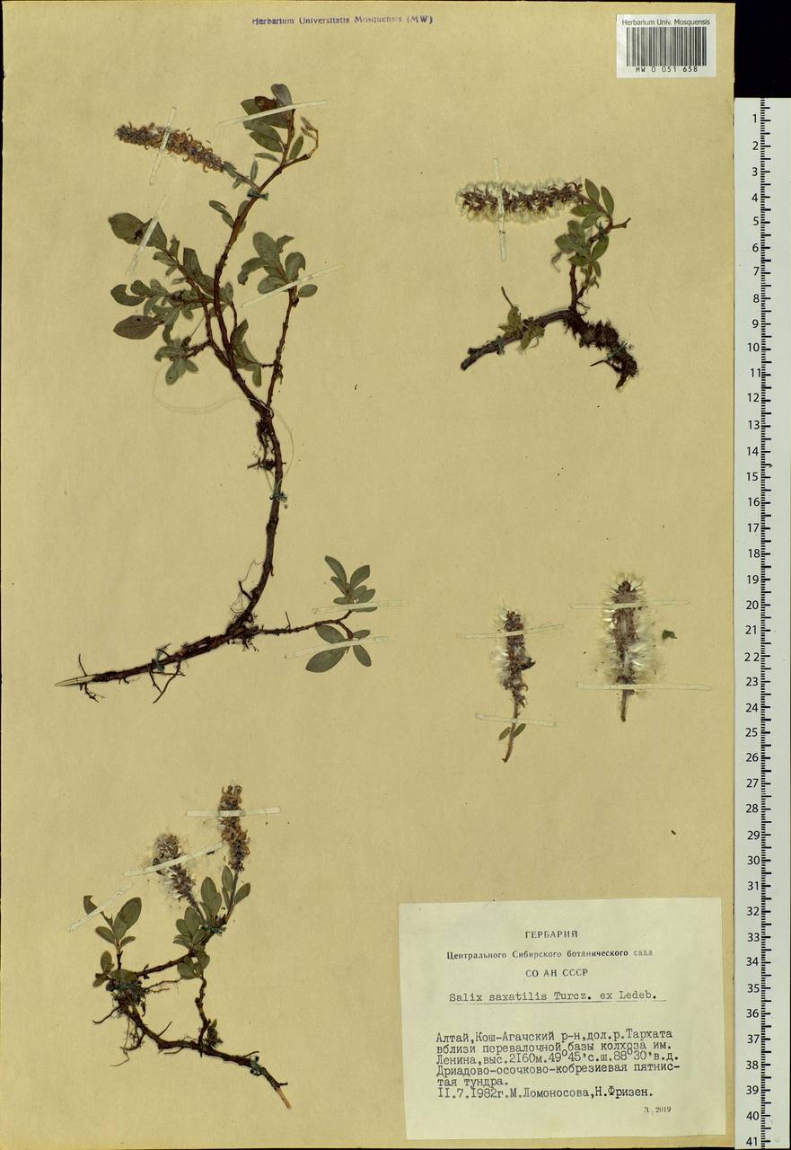 Salix saxatilis Turcz., Siberia, Altai & Sayany Mountains (S2) (Russia)