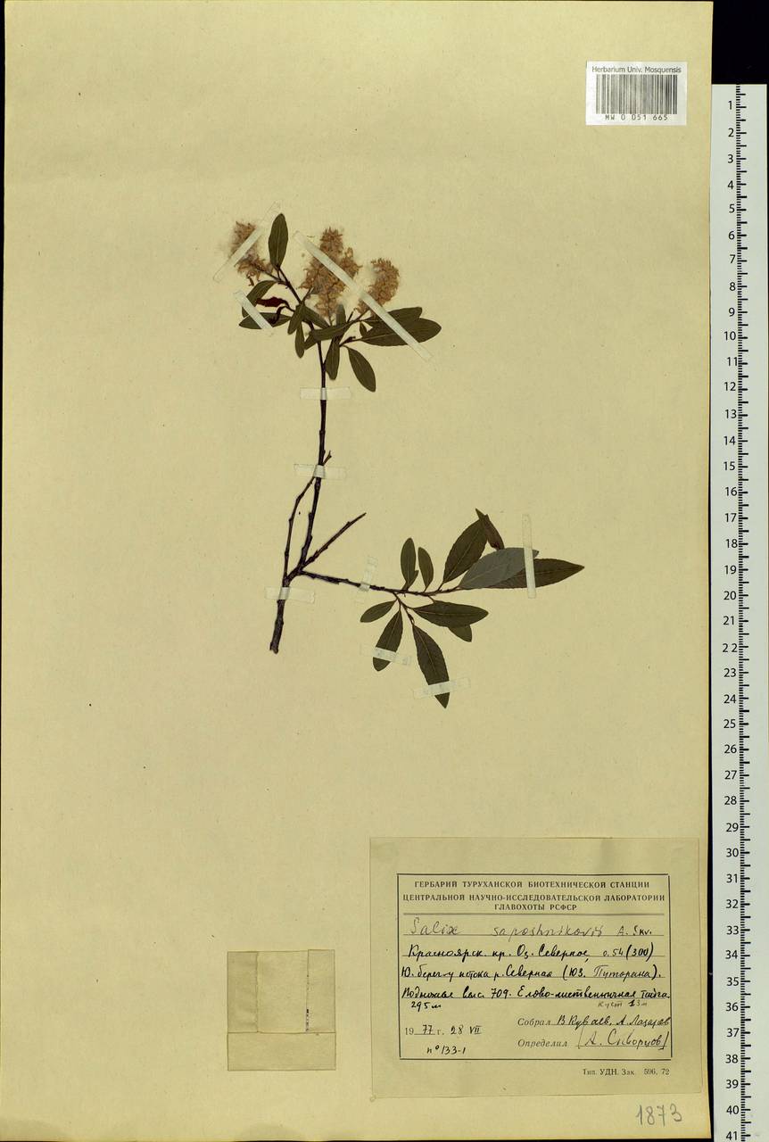 Salix saposhnikovii A. K. Skvortsov, Siberia, Central Siberia (S3) (Russia)