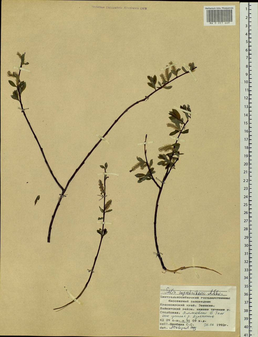 Salix saposhnikovii A. K. Skvortsov, Siberia, Central Siberia (S3) (Russia)