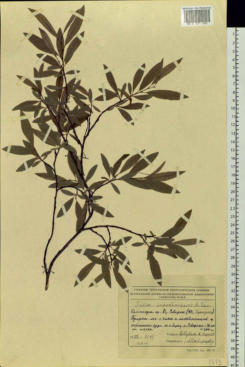 Salix saposhnikovii A. K. Skvortsov, Siberia, Central Siberia (S3) (Russia)